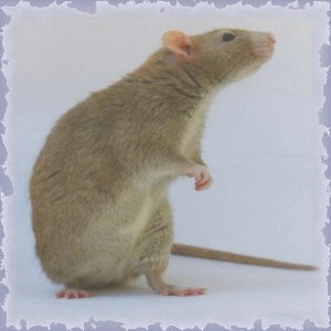 ratto2